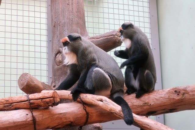 北海道 札幌 円山動物園