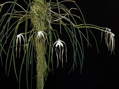 Brassavola cucullata - Hooded Brassavola care