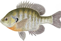 Bluegill (Lepomis macrochirus)