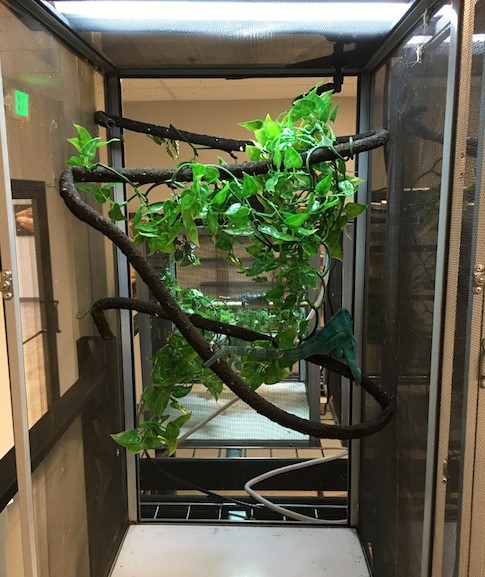 Chameleon Cages and Enclosures