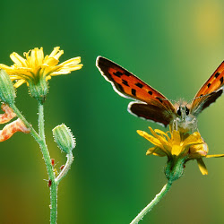 Butterfly Wallpapers, gambar kupu-kupu