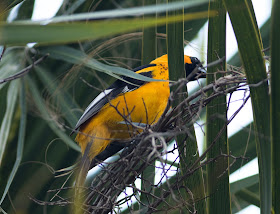 Spot-breasted Oriole - Markham Park, Florida