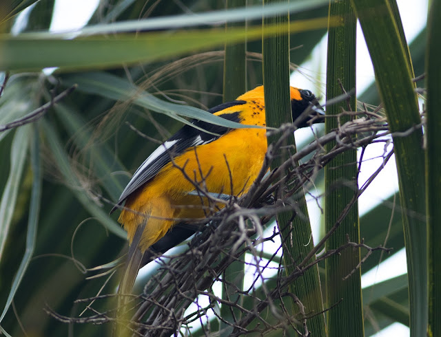 Spot-breasted Oriole - Markham Park, Florida