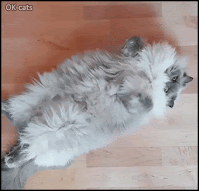 Manipulated Cat GIF • Playful fast and FURious cat Look at this overexcited ball of fluff trying to catch his toy