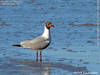 gaviota capucho cafe Larus maculipennis ecologia de las aves argentinas