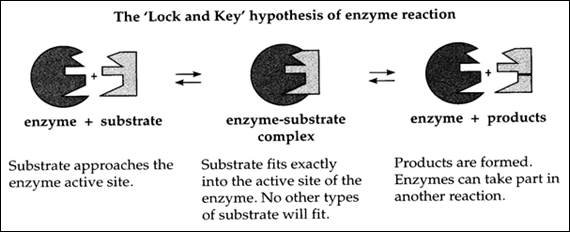 Lock and Key hypothesis
