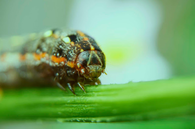 Top 10 Ten Beautiful Macro Photography Part 8 | Random Insect Photos