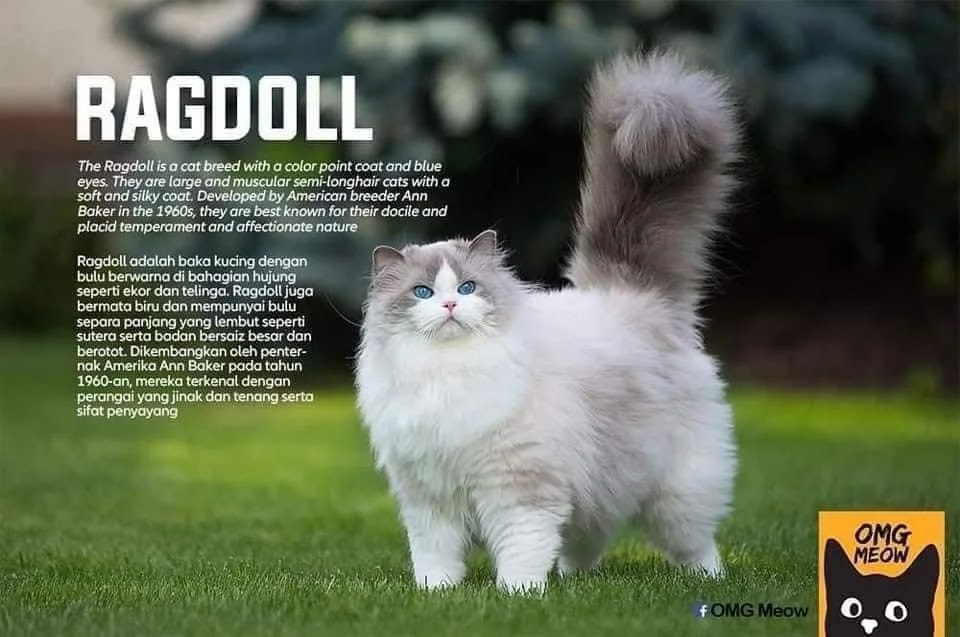 jenis kucing ragdoll jenis jenis kucing