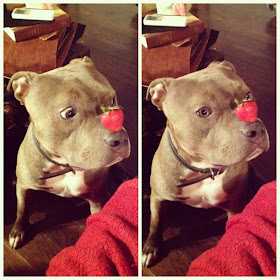 funny animals of the week, cute dog and strawberry
