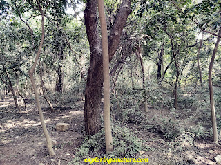 Green Park at Hauz Khash