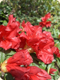 Rhododendron