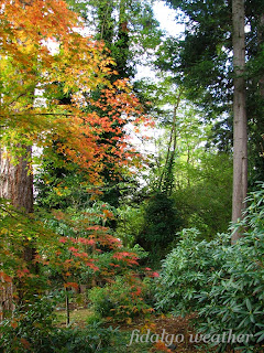 Japanese Maple