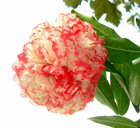 pomegranate flower picture