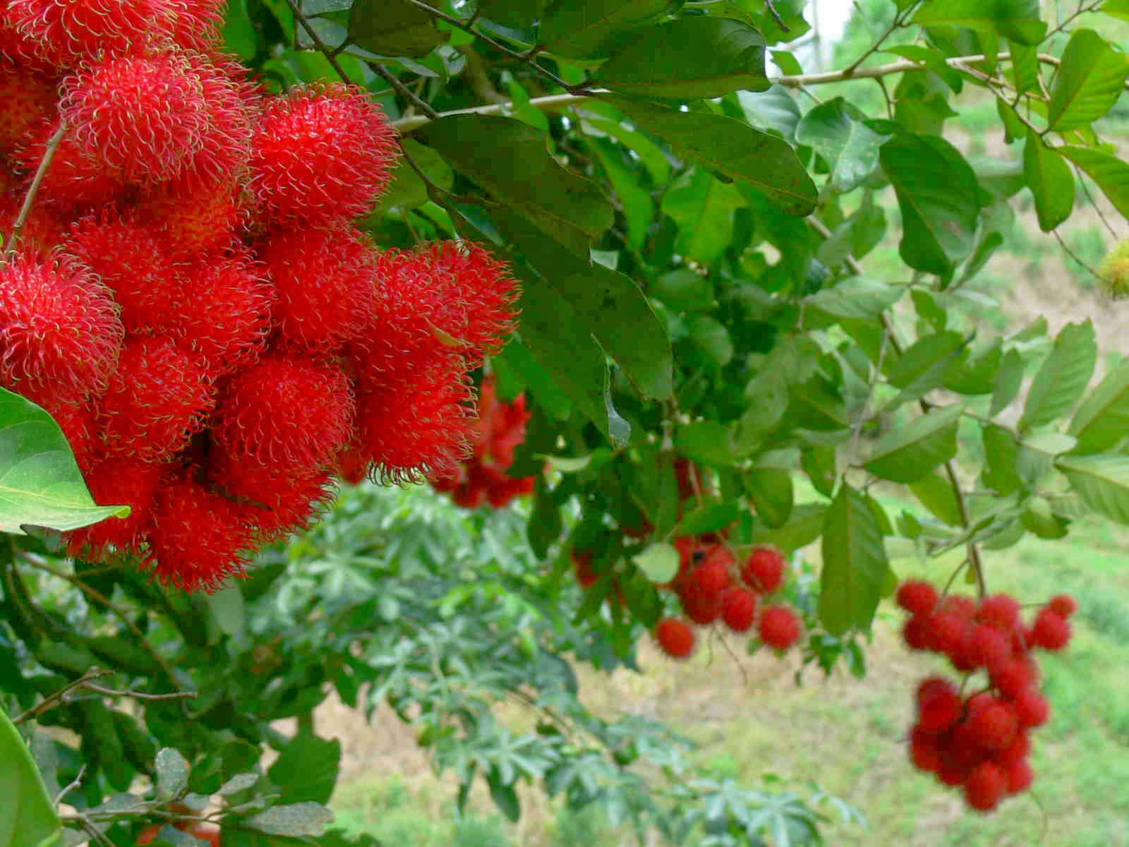 Buah Rambutan  dari Wikipedia Aku Buah Sehat