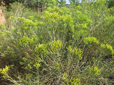 rabbit brush, not quite in flower