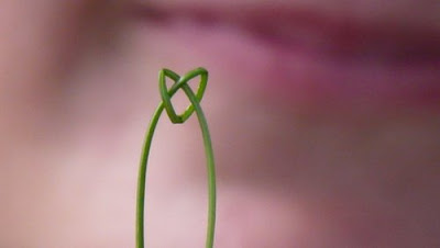 Image of a shoot tied in a knot.