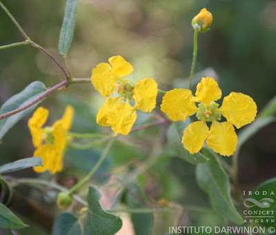 flores de mariposita