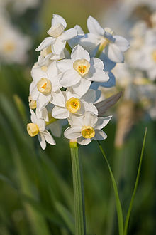 The Daffodil is the national flower of Wales. On Saint David’s day 