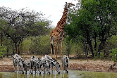 Botswana zebras giraffe