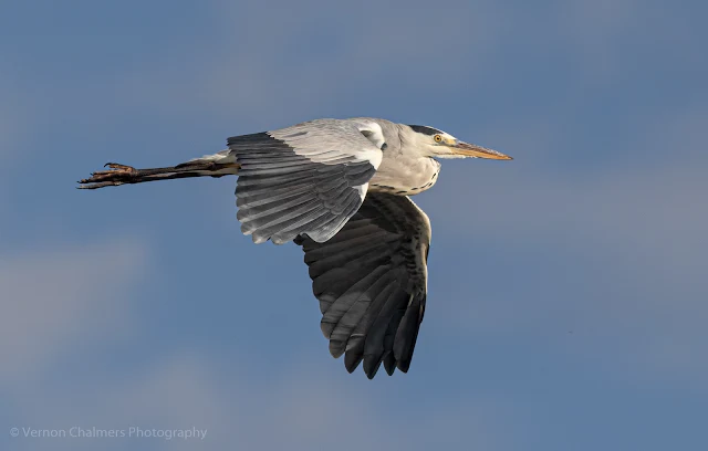 Grey Heron in Flight at Woodbridge Island