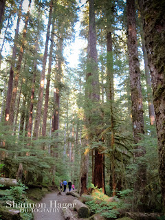 Shannon Hager Photography, Forest, Hiking