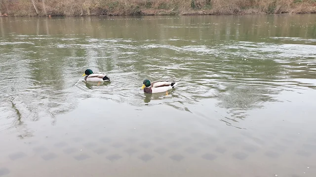 Enten im Neckar