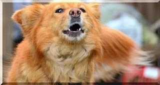 Seu cão está latindo durante as caminhadas