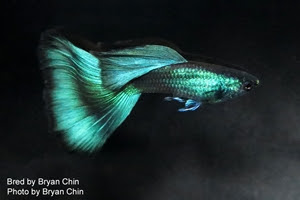 Green Moscow Guppy