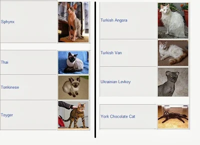 cat breeds 
