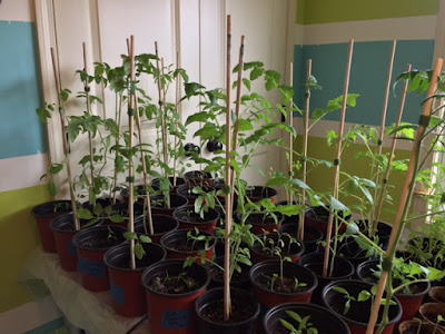 tomato plant, start, spring, vegetable, garden, indoor, dowel, stake