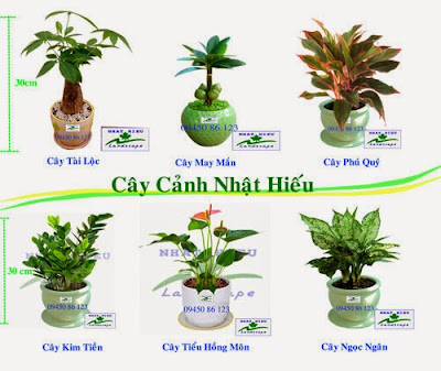 Cây cảnh để bàn