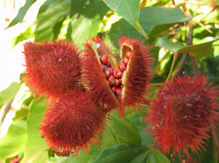 Macam Pewarna Tekstil Alami dan Buatan