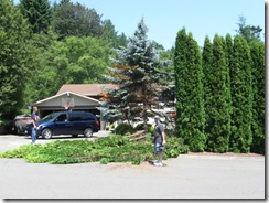 shrub removal 04