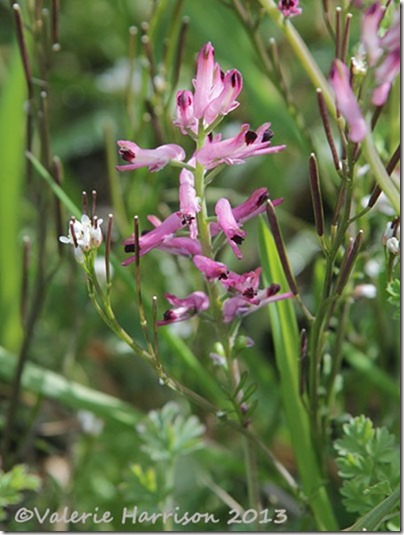 fumitory