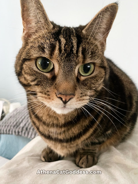 tabby cat close up