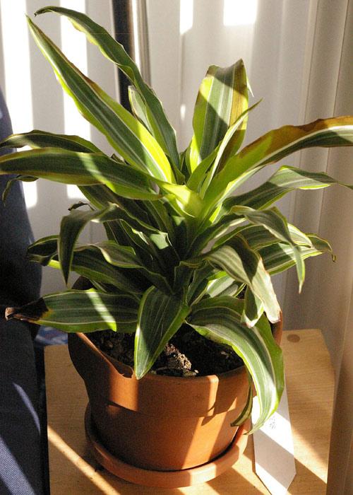 Warneck Dracaena