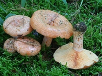 Lactarius_deliciosus