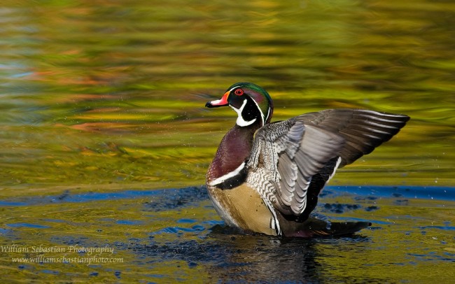 Gambar Bebek Berenang Terbaru