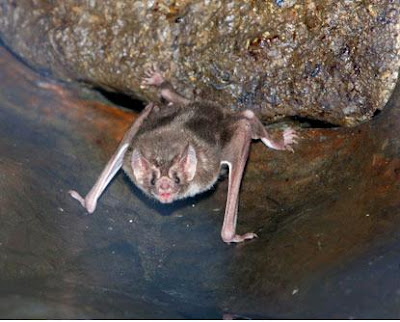 vampire bats sleeping. vampire bats sleeping.