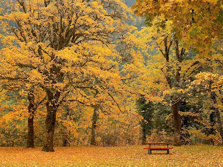 Beautiful Tress Autumn Nature HD Wallpaper