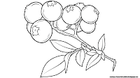 blueberry clipart black and white