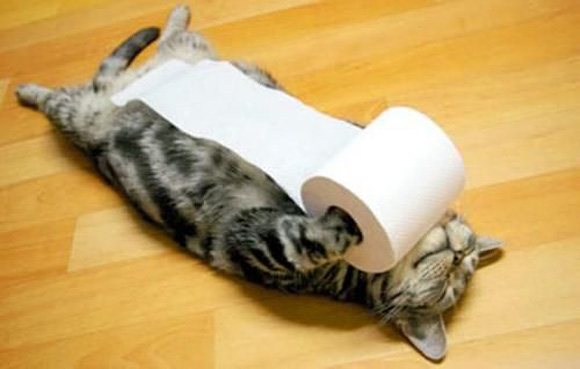 10 Gambar Kucing Tidur Yang Lucu 10 Gambar Kucing Tidur Yang Lucu