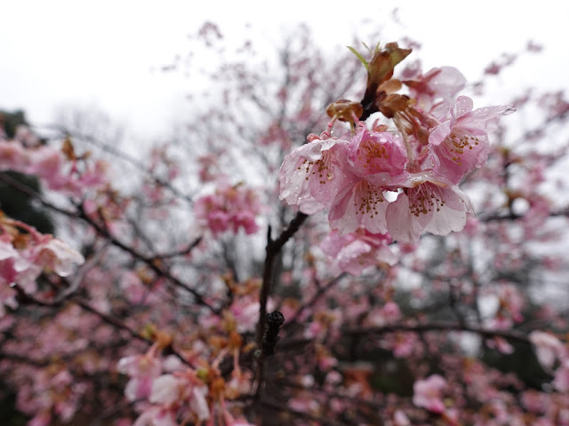 鳥取県西伯郡伯耆町丸山　伯耆町交流の森の河津桜