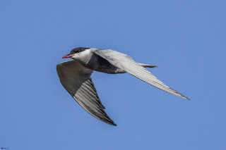 fumarel-cariblanco-chlidonias-hybrida-volando-a-izquierdas-