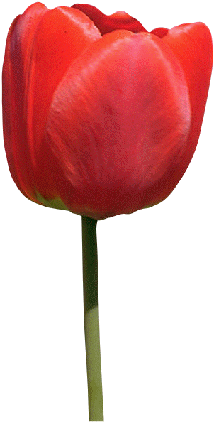 rEd tuLiP.