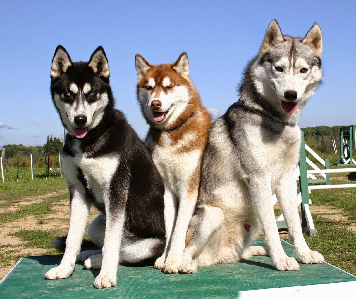 Fotos raça Husky Siberiano Raças de Cachorros