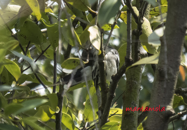 Pied Triller