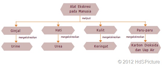 peta konsep sistem ekskresi pada manusia