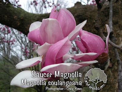 magnolia tree facts. saucer magnolia tree facts.