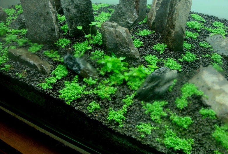 Dry Start Method Aquascape Indonesia Kampoeng Aquarium Dry Start Method Aquascape Indonesia Kampoeng Aquarium